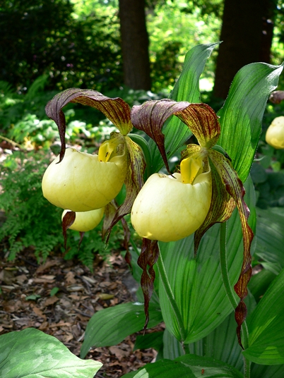 {Cypripedium kentuckiense}